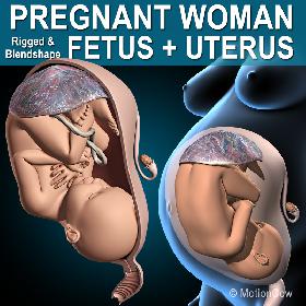 Pregnant, Fetus & Uterus